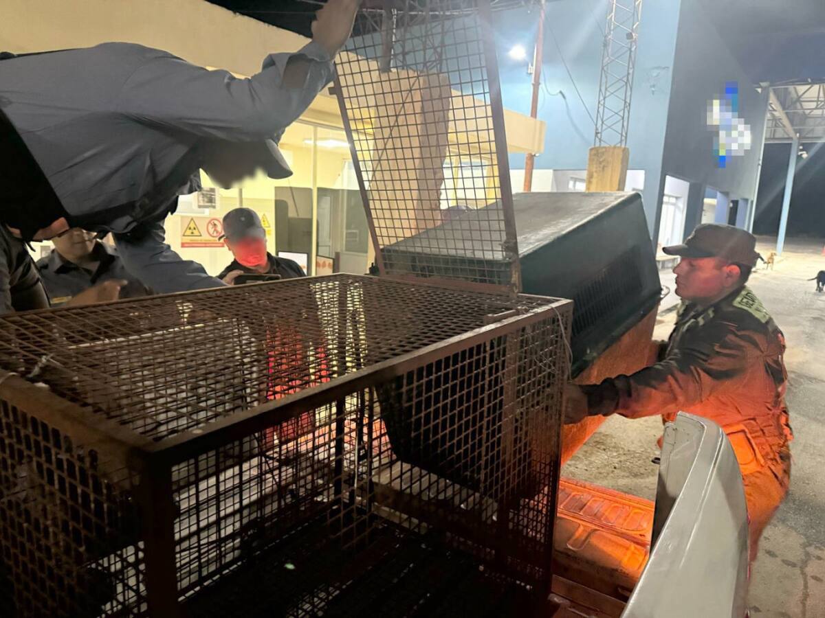 Rescataron un ejemplar de mono carayá de un auto. Foto: argentina.gob