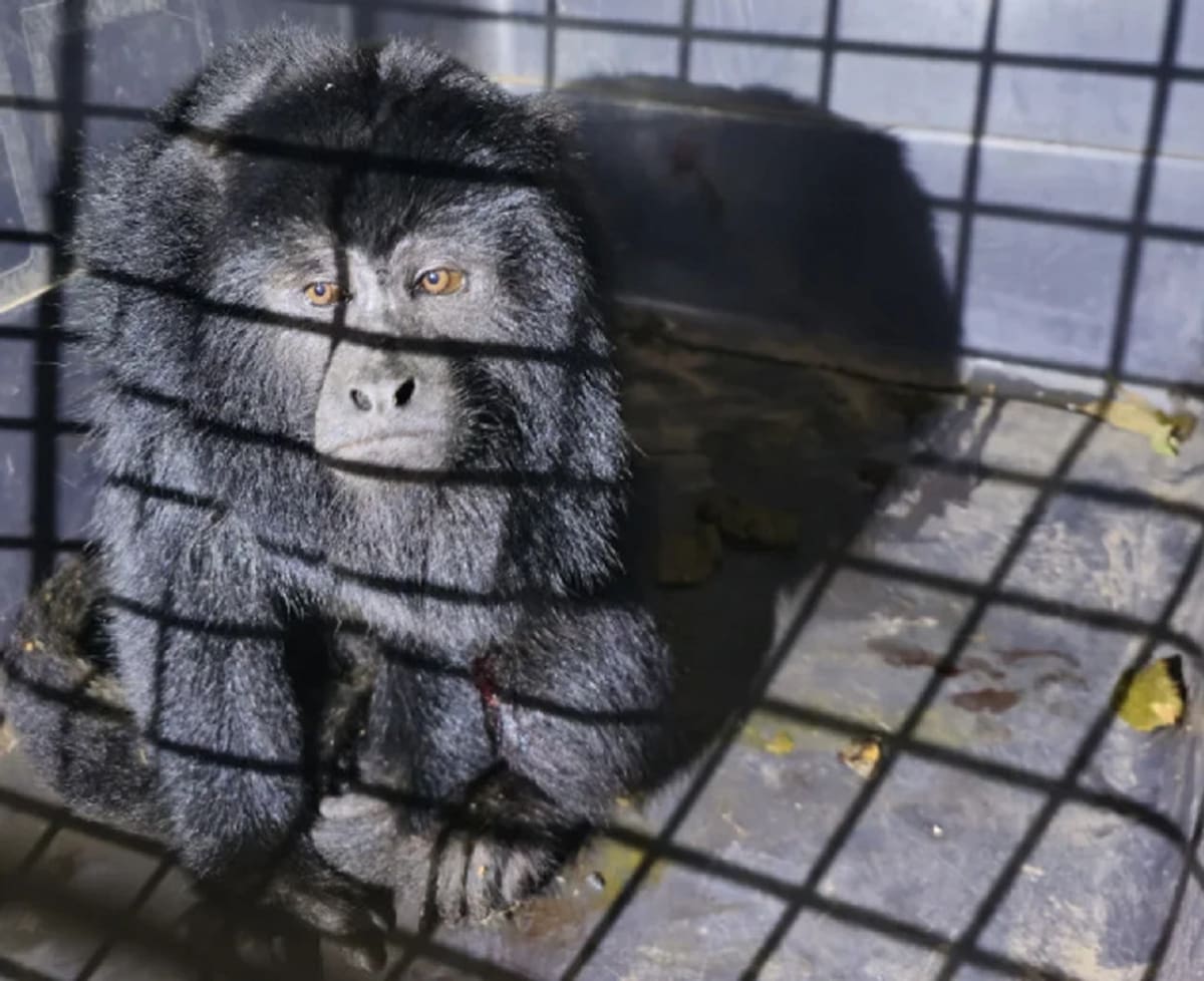 Rescataron un ejemplar de mono carayá de un auto. Foto: NA.