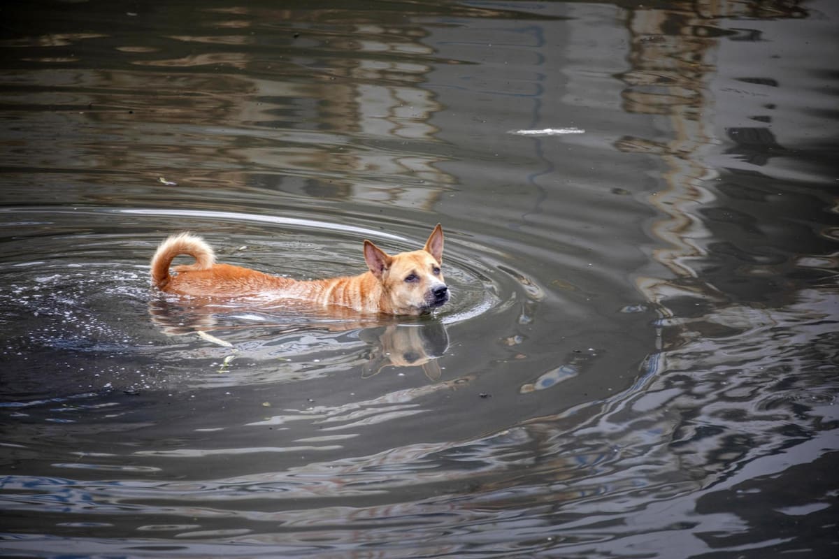 Rescate de animales en Brasil. Foto: EFE.