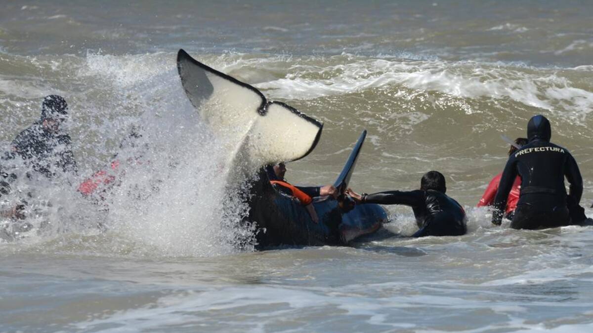 Rescate de orca varada en Mar Chiquita