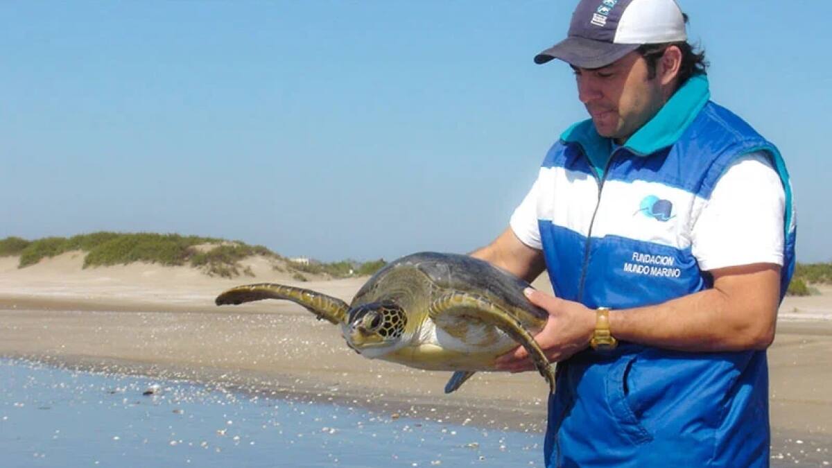 Rescate y liberación de tortuga marina. Fuente: Fundación Mundo Marino