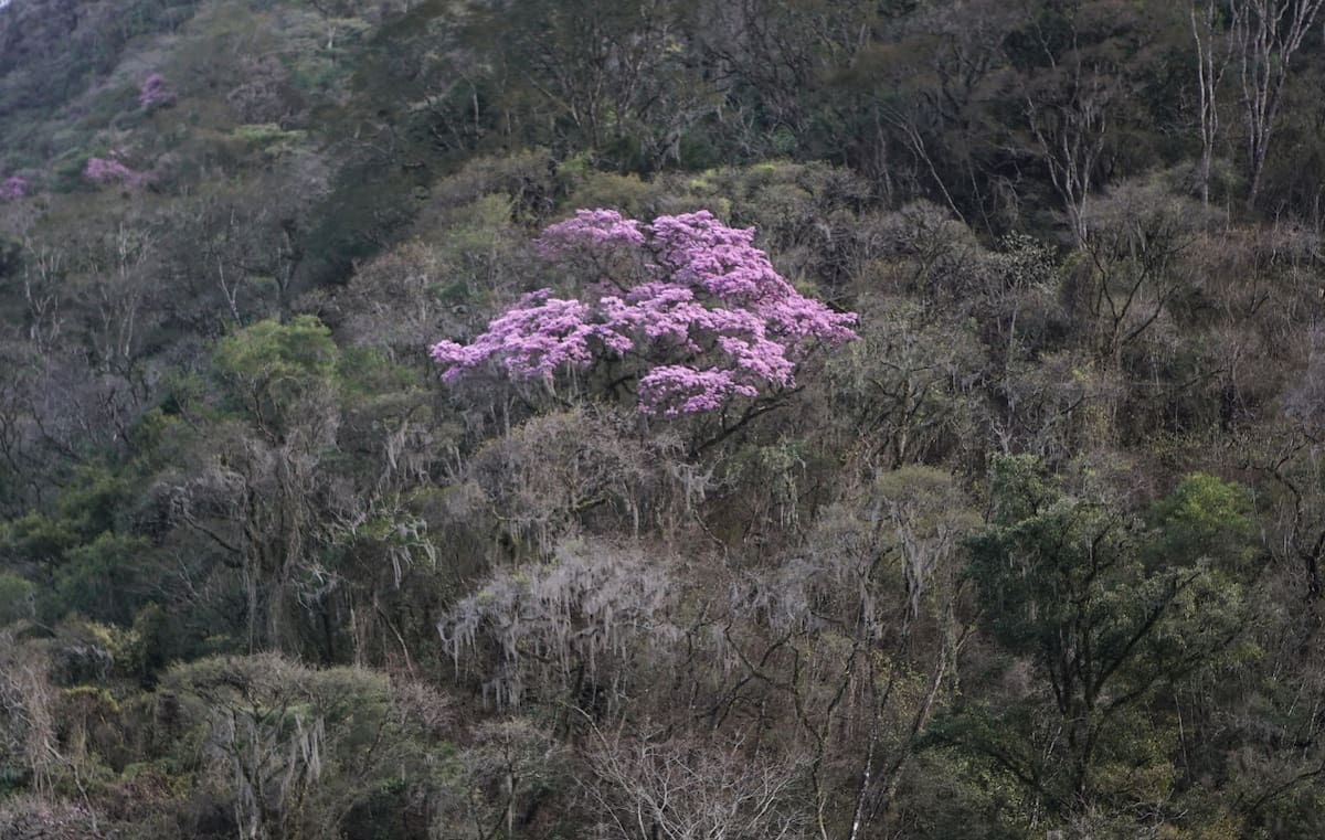 Reserva Nacional El Nogalar de Los Toldos. Foto: argentina.gob.ar