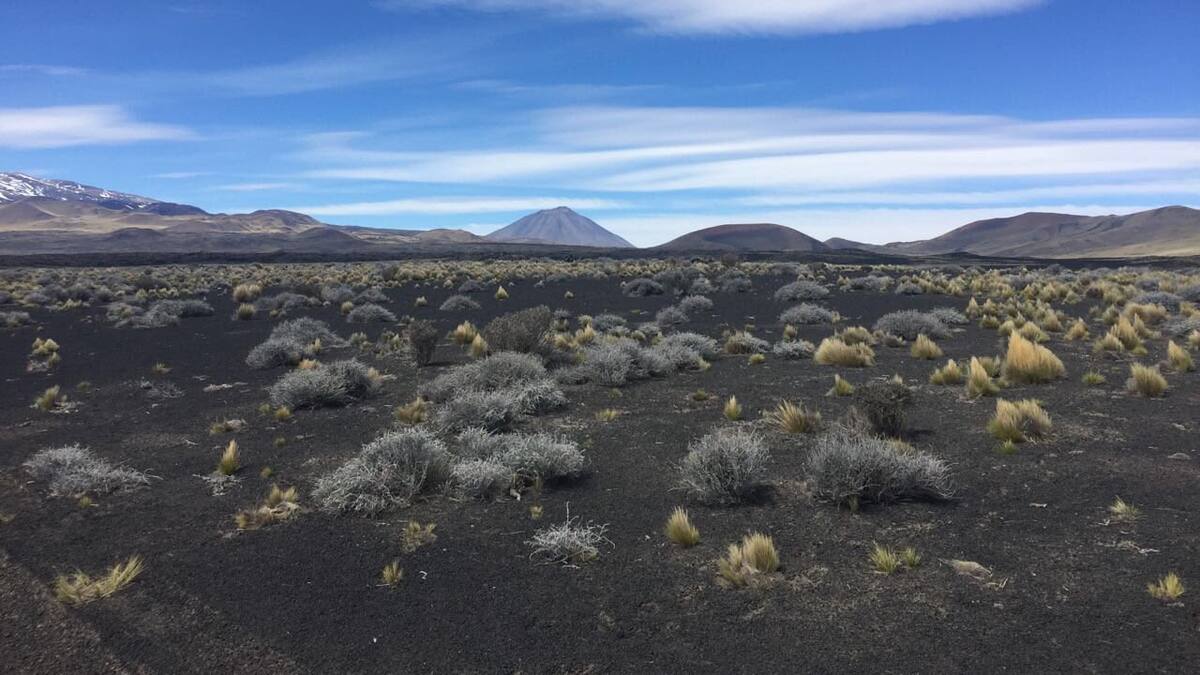 Reserva Natural La Payunia. Foto: Twitter