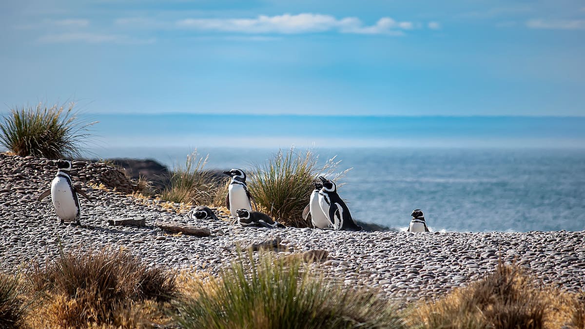 Reserva Punta Tombo en Chubut.