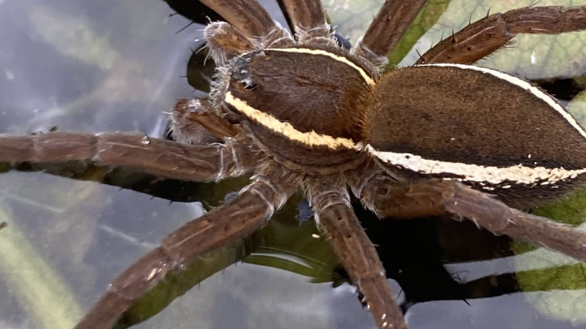 Una araña gigante que existió hace millones de años. Foto X @choquei