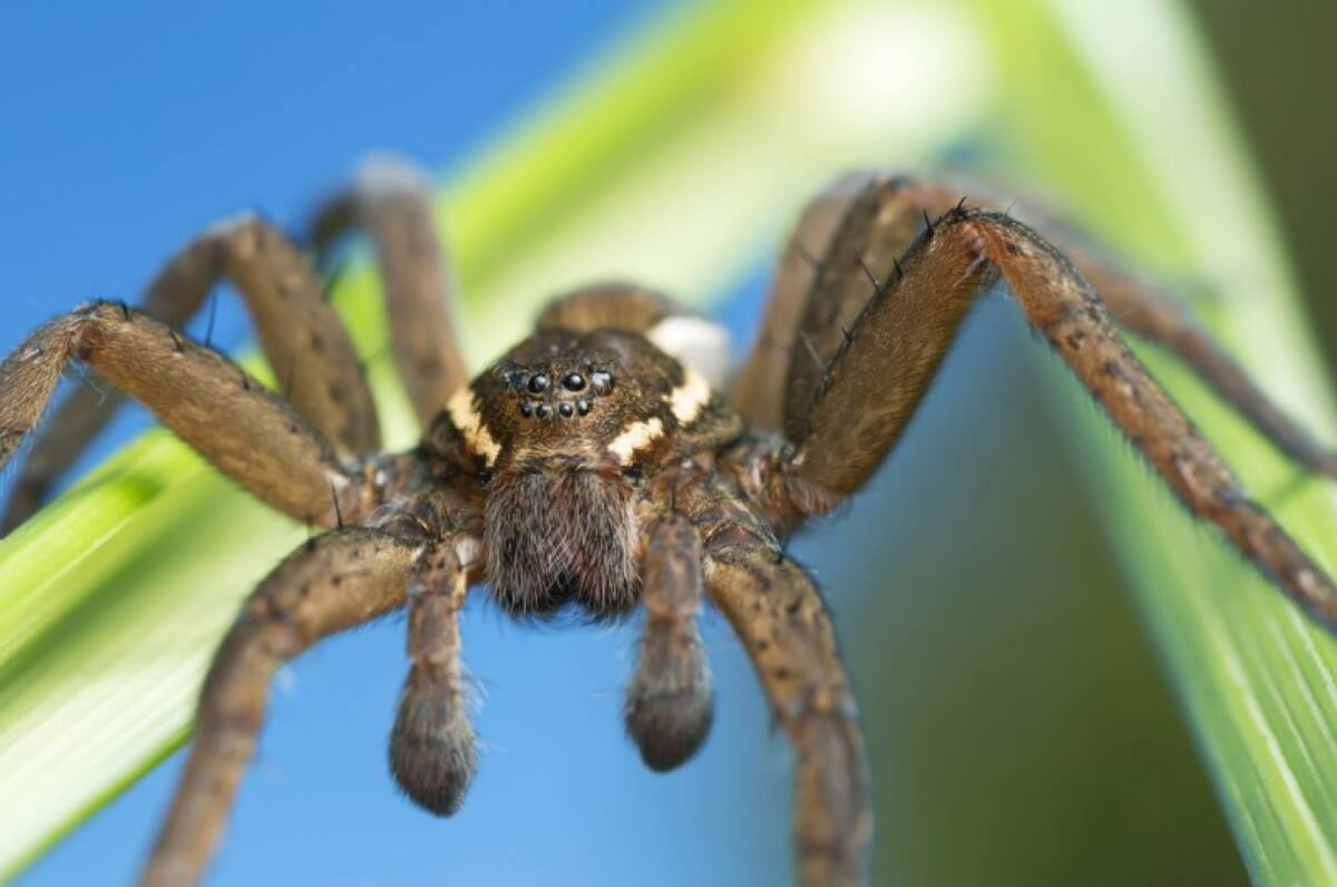 Resurge la araña pantano. Foto: X