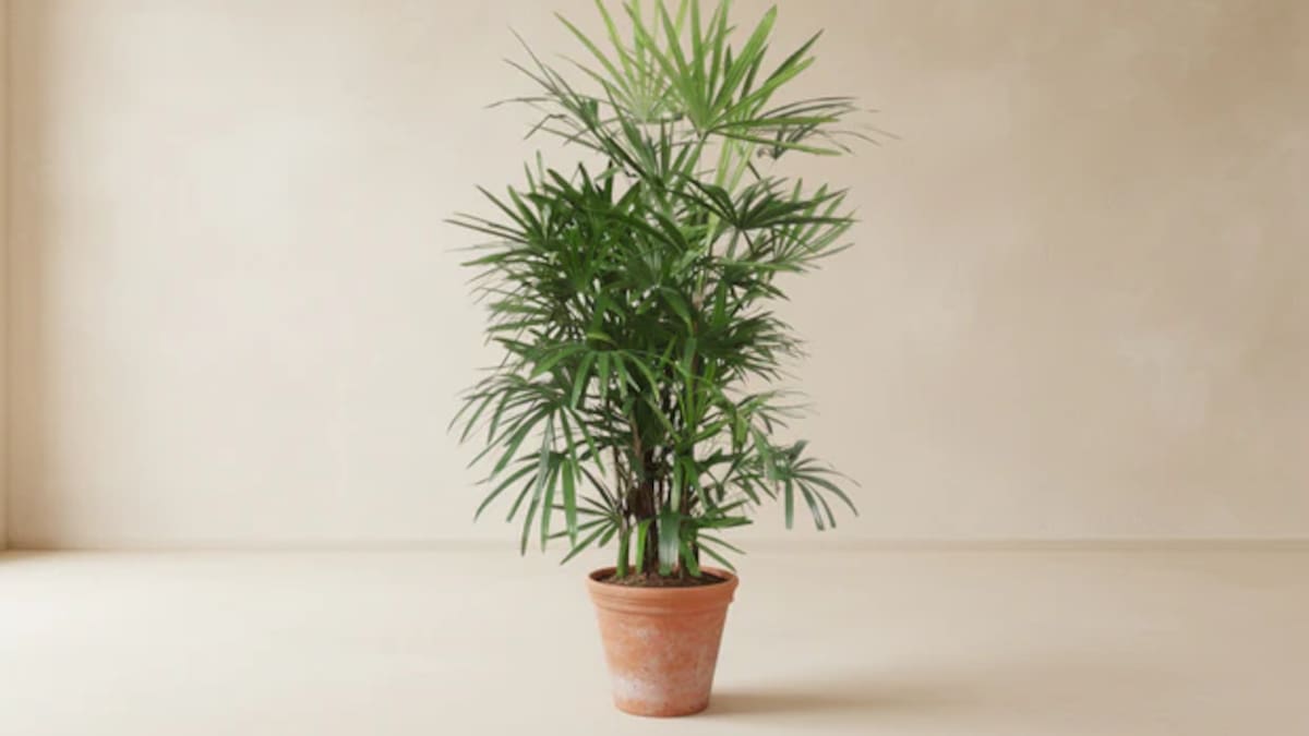 La más resistente de las oficinas: cómo se cuida la Rhapis excelsa, la palmera que aporta color y elegancia todo el año