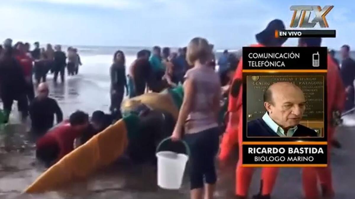 Ricardo Bastida - Biólogo marino - Ballena muerta en Mar del Plata