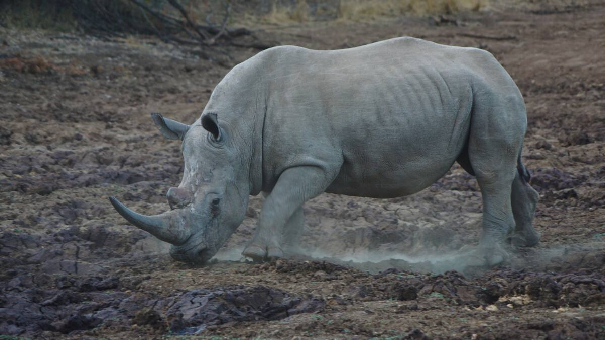 Tráfico de animales en Sudáfrica. Foto Unsplash.