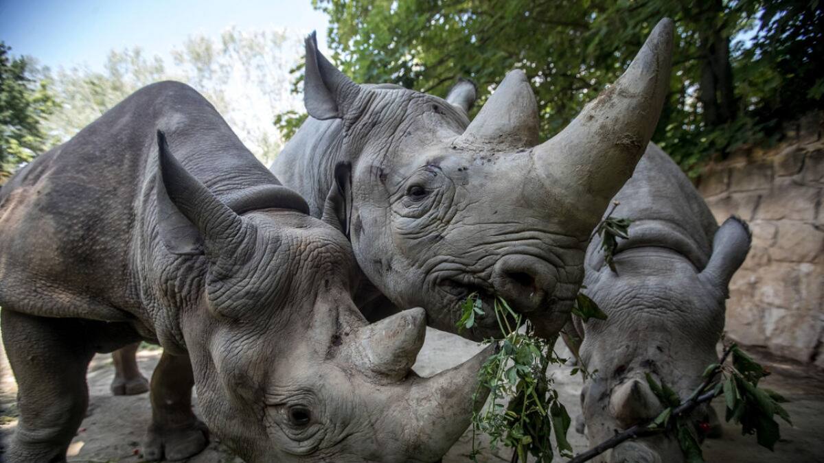 Aumenta la caza furtiva de rinocerontes. Foto EFE.