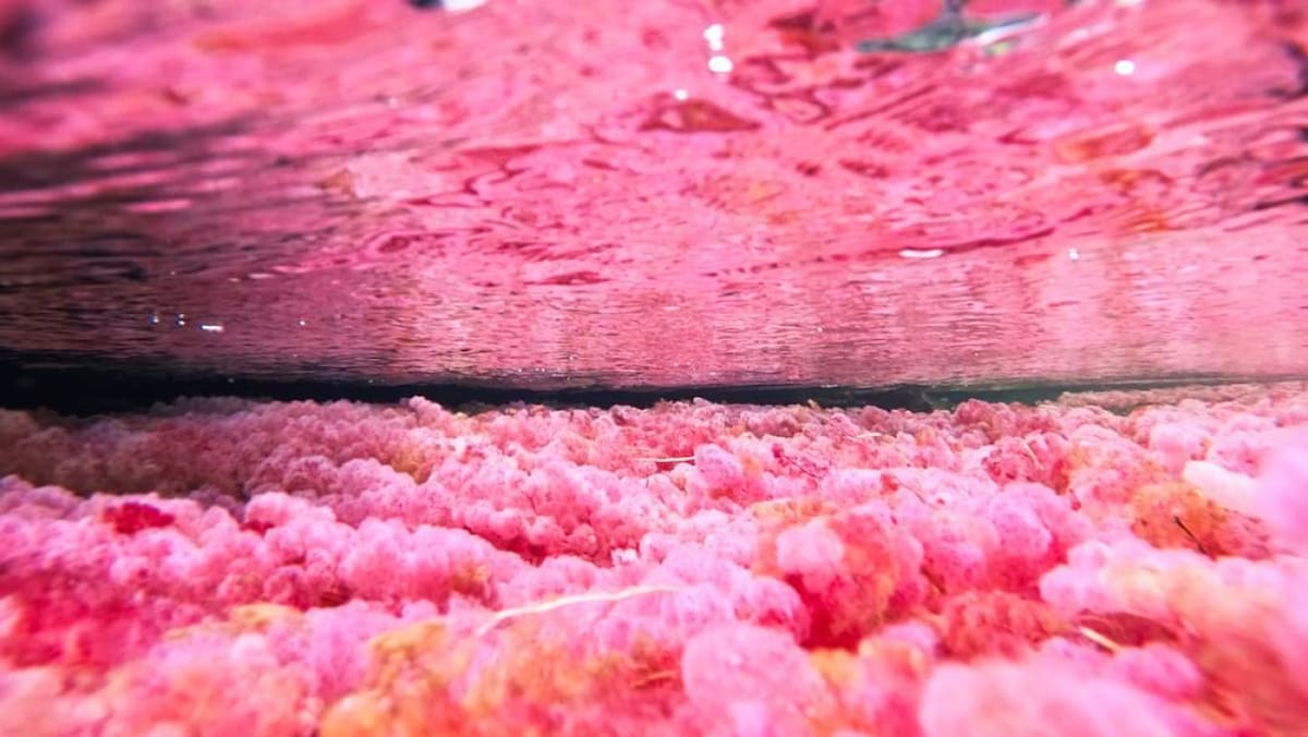 Río Caño Cristales, Colombia. Foto Instagram @viajeslibertad