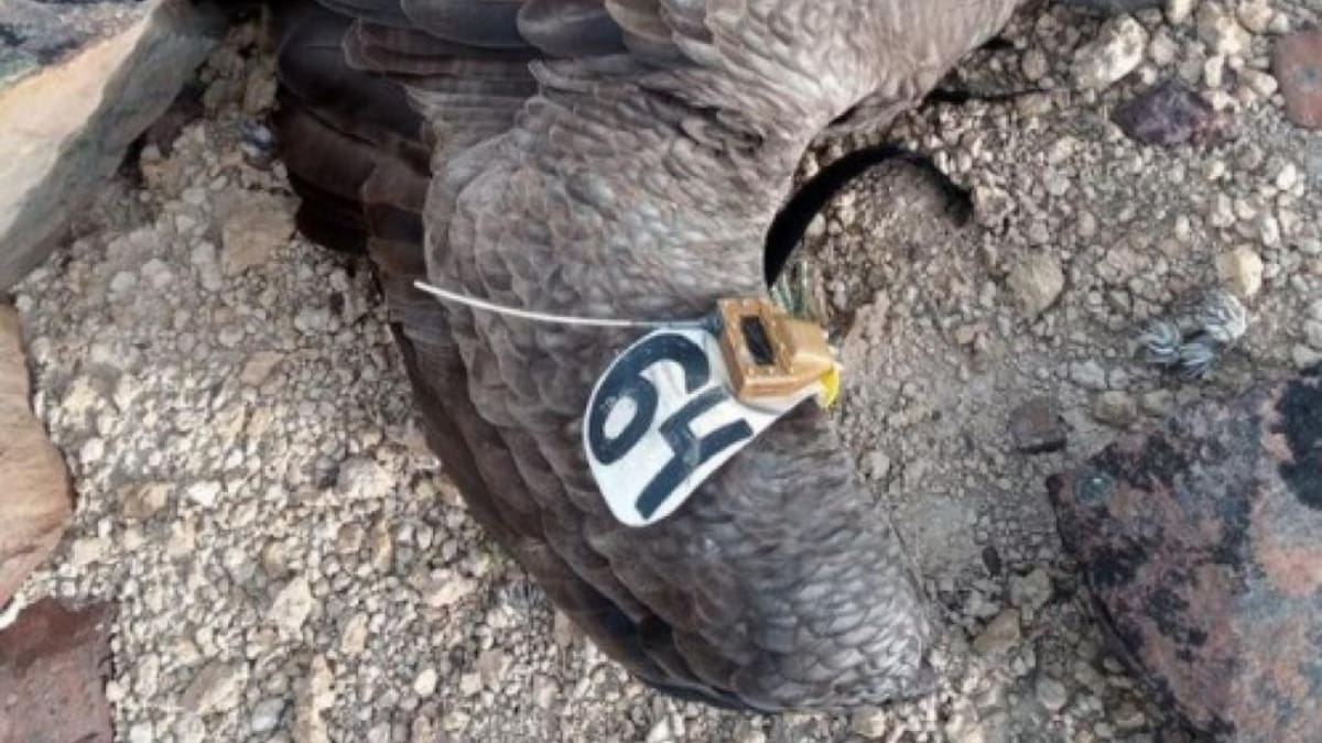 Rio Negro: nuevo caso de un cóndor muerto envenenado con agrotóxicos prohibidos