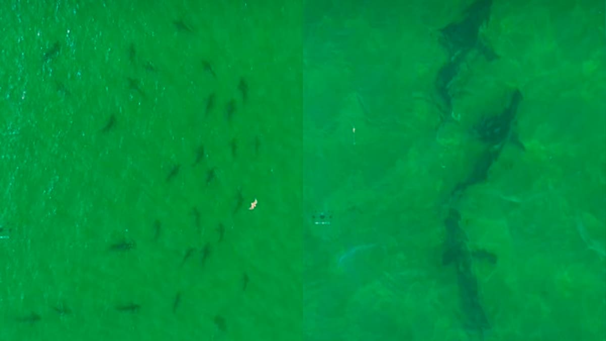 Video impactante: registraron más de 100 tiburones cerca de las costas de Río Negro