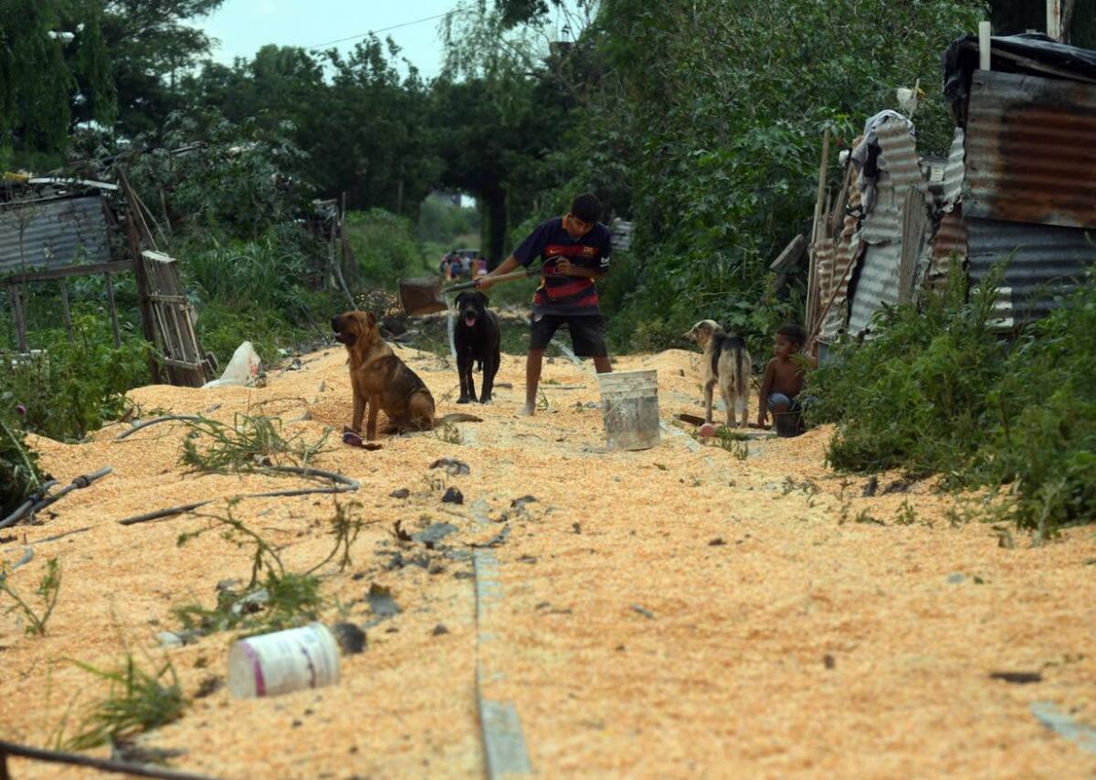 Robo al tren Belgrano Cargas que traslaba maíz en Santa Fe