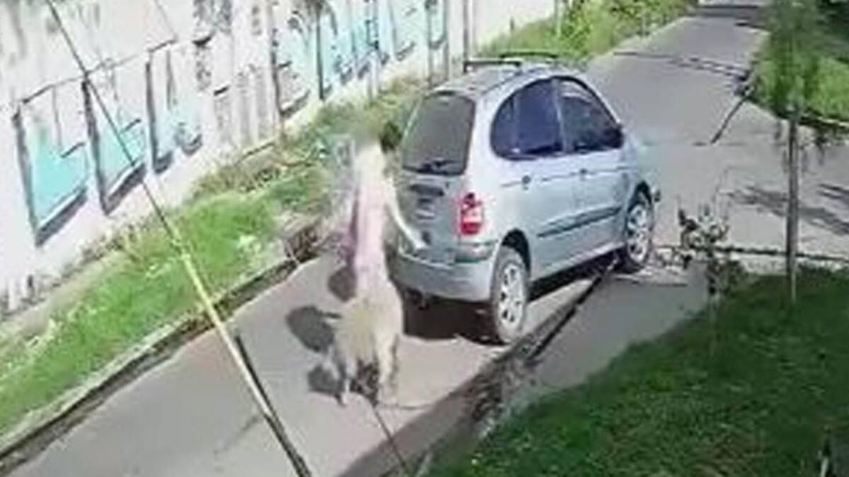 Robo de una oveja en Lanús.