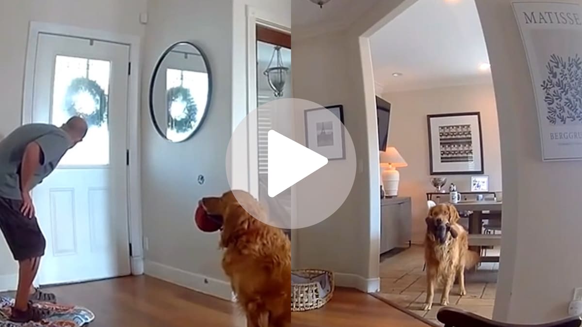 Insólito video: entró a robar una casa, lo recibió un perrito juguetón y se quedó dormido tras comerse todo lo que había en la heladera