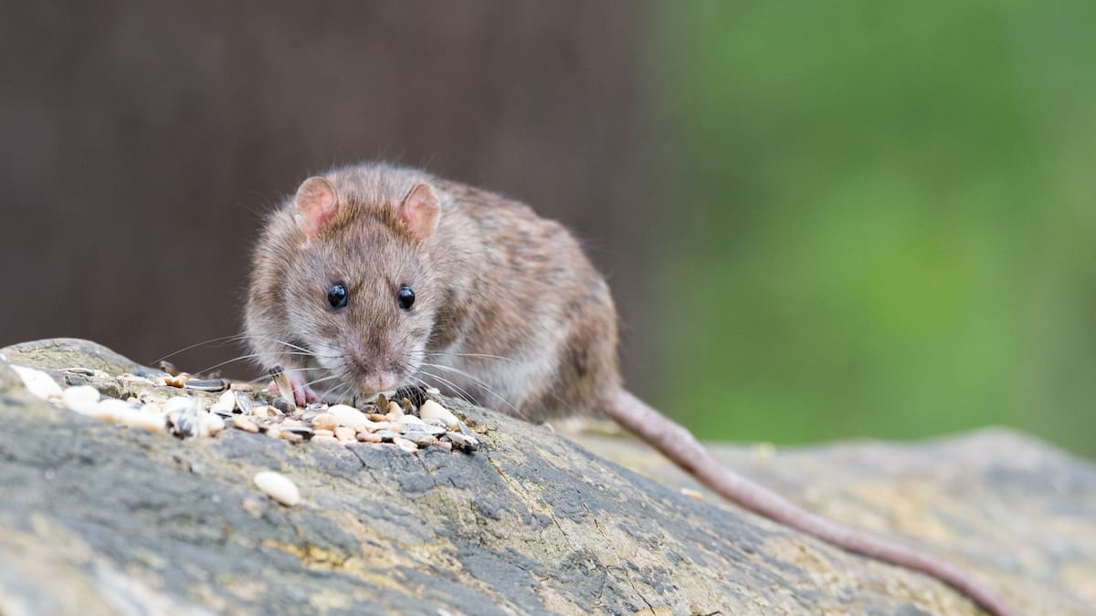 Alerta por hantavirus en Argentina: confirman dos nuevos casos y ya son 47 contagios en lo que va del 2026