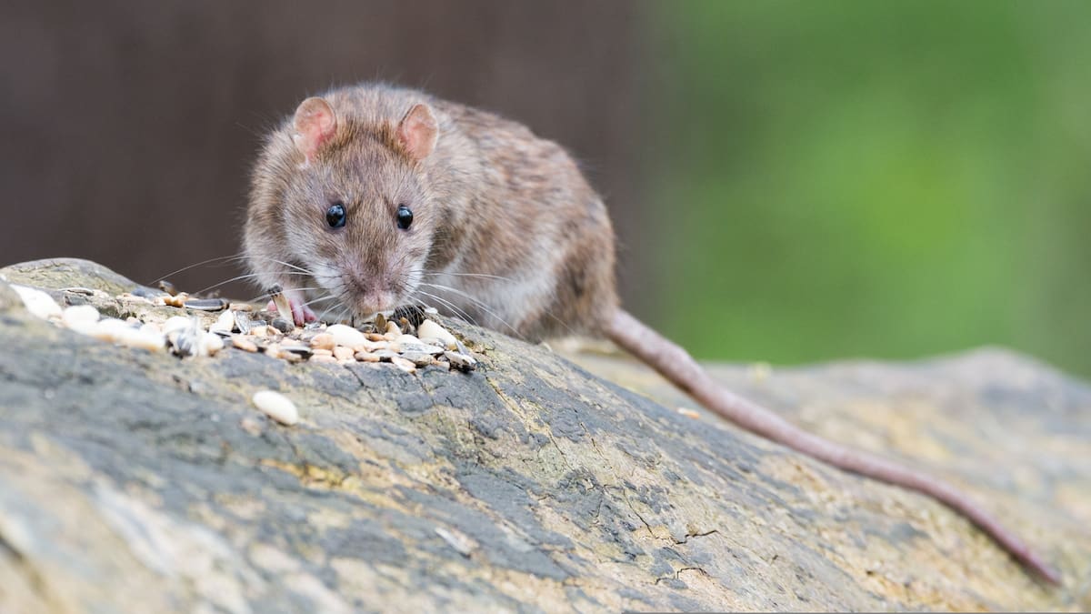Preocupa el avance del hantavirus: ya se confirmaron 47 casos en lo que va de 2026
