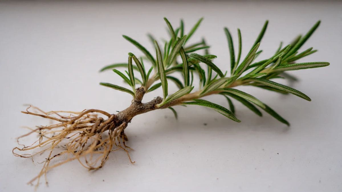Cómo hacer que el romero crezca fuerte y sano: guía fácil para hacer un enraizante natural con lentejas