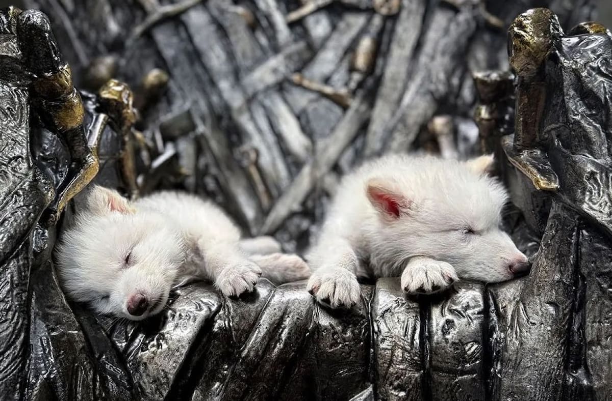 Rómulo y Remo, los lobos que fueron revividos tras su extinción. Foto: X @JavierWoT