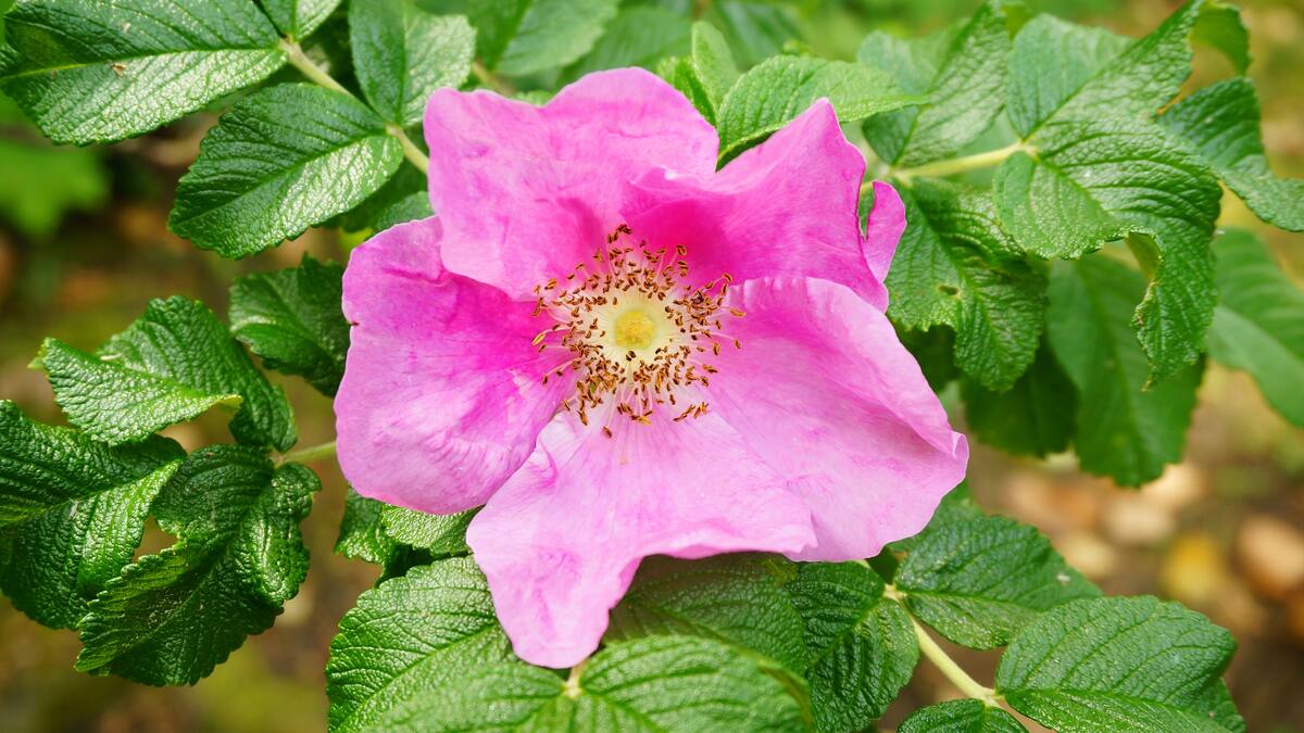 Rosa californiana.