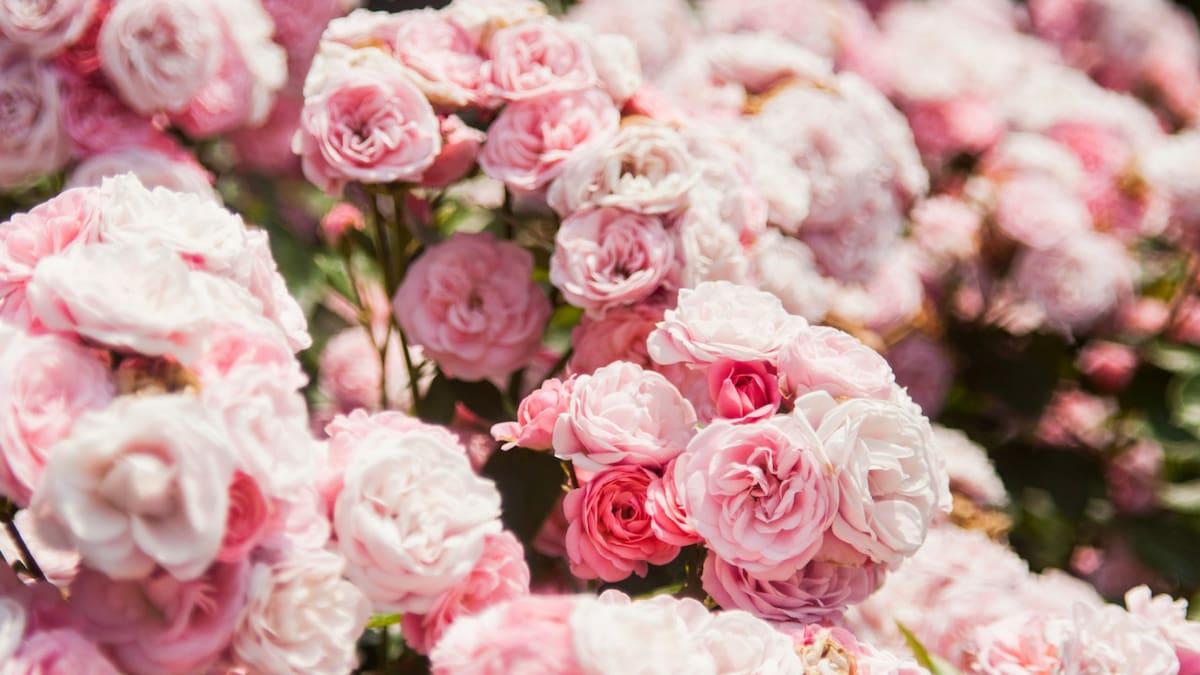 Las mejores flores para plantar en primavera. Foto Unsplash.