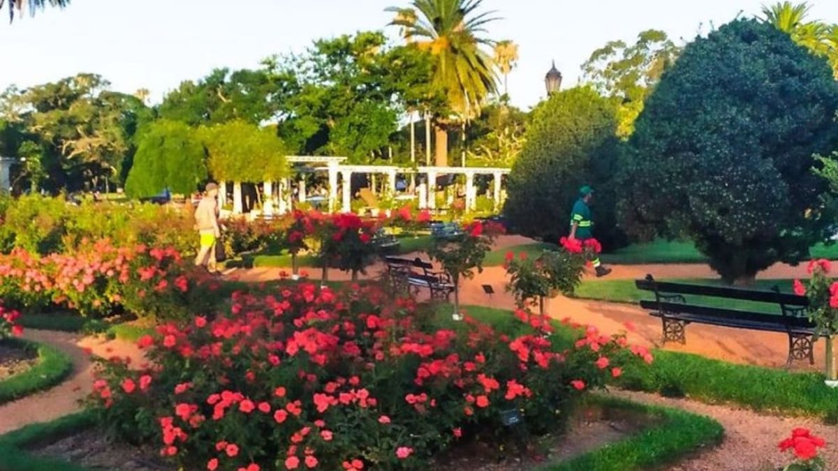 El Rosedal de Palermo deslumbra con su floración de octubre y noviembre. Foto: X.