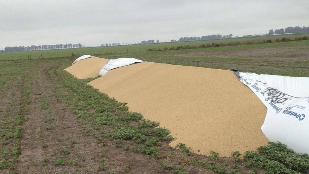 Rotura de silobolsas, campo, economía argentina, Agencia NA