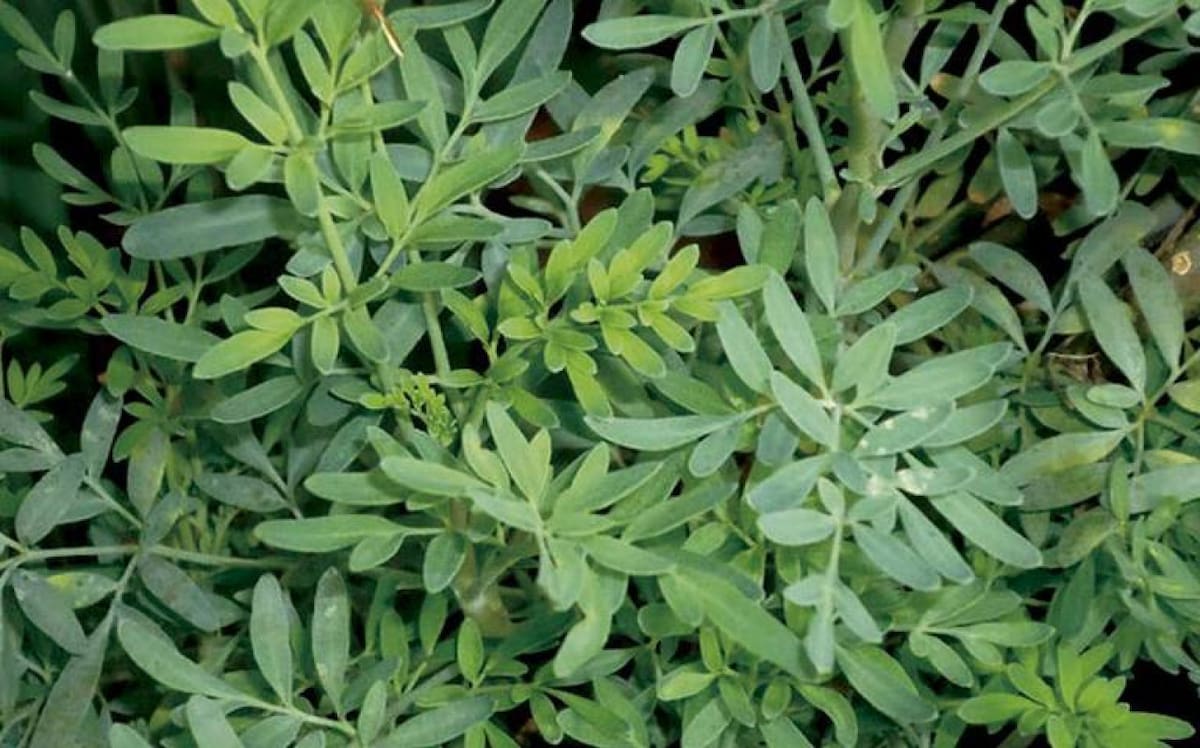 Ruda. Foto: Unsplash