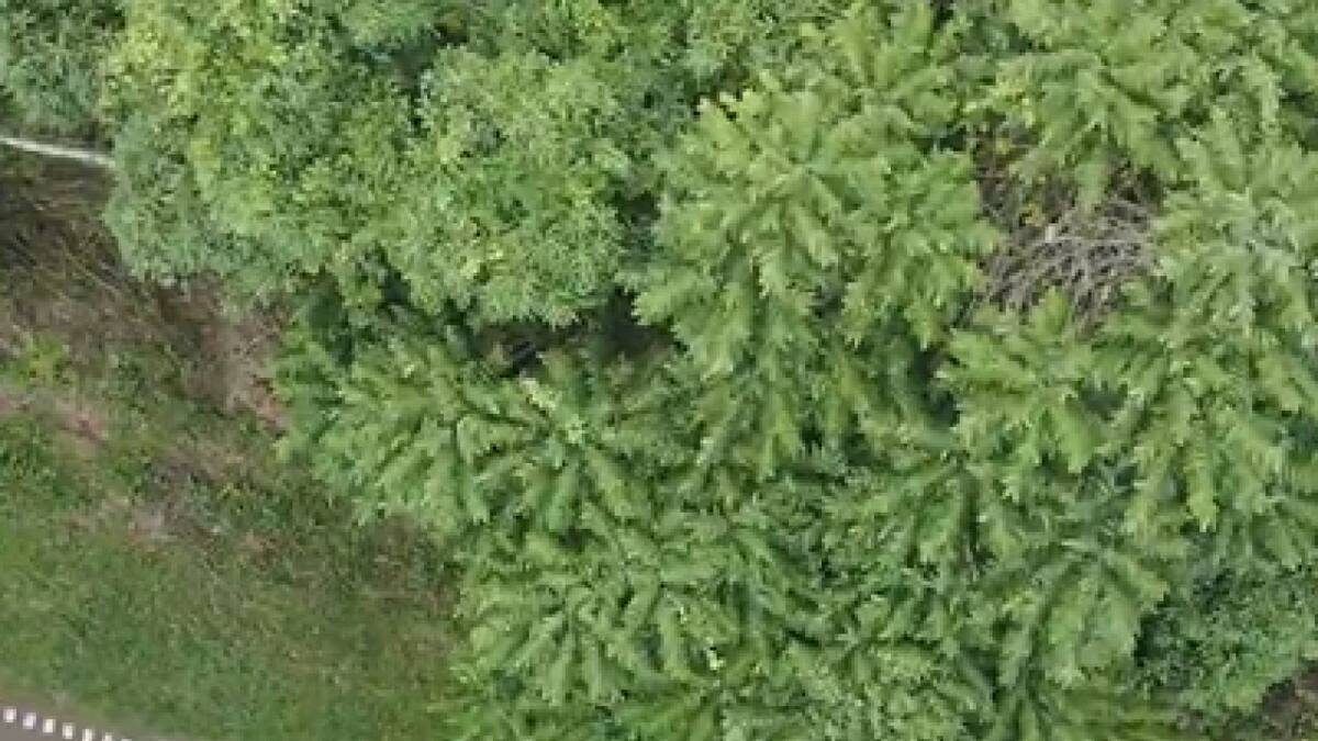 En el Parque Nacional Iguazú instalaron tótems de velocidad para evitar la matanza de animales