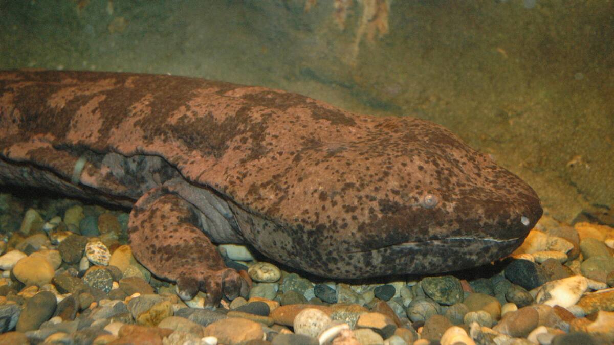Salamandra gigante china. Foto: EFE.
