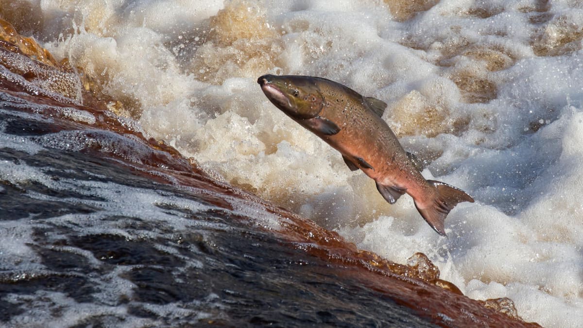 Salmón. Foto: Unsplash.