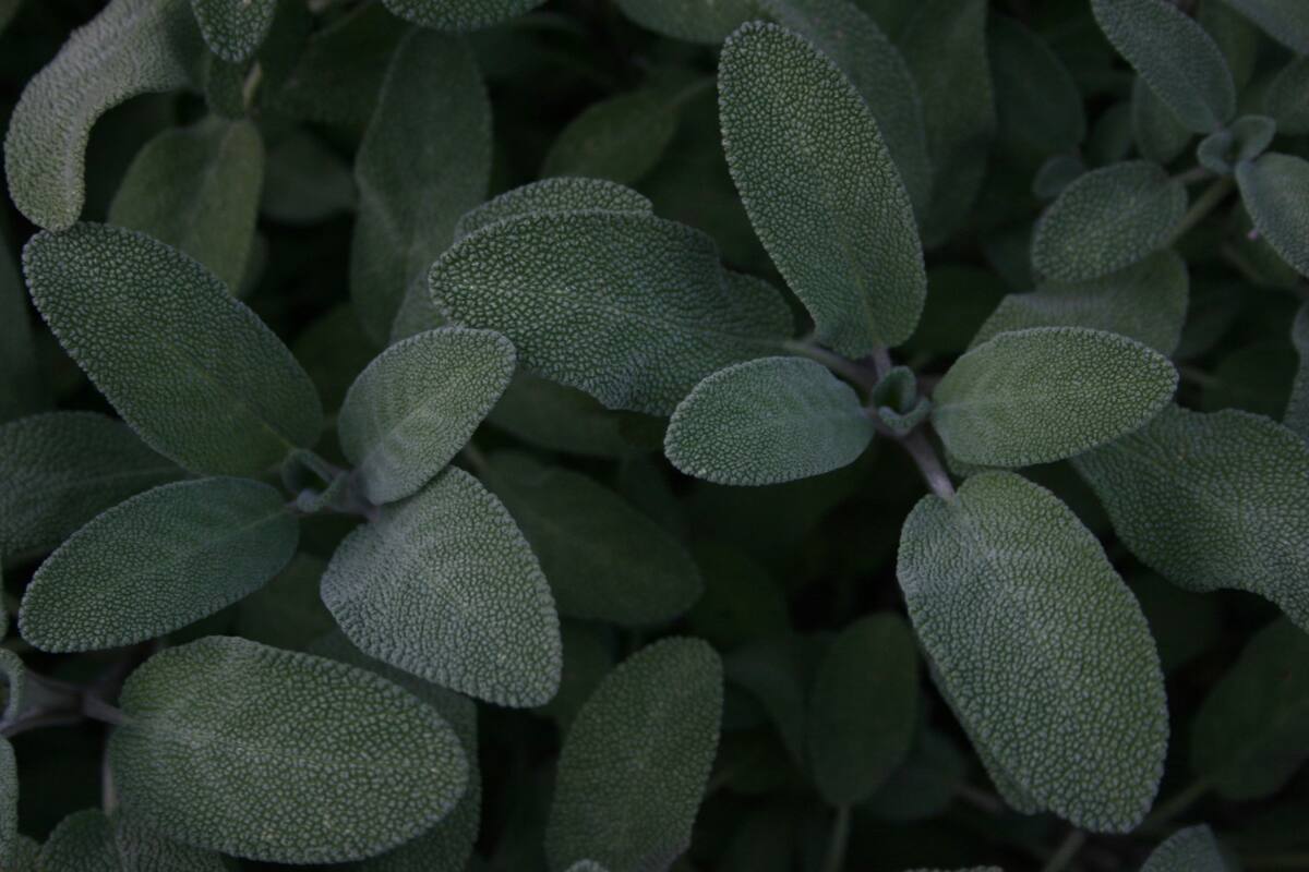 Salvia. Fuente: Pexels.