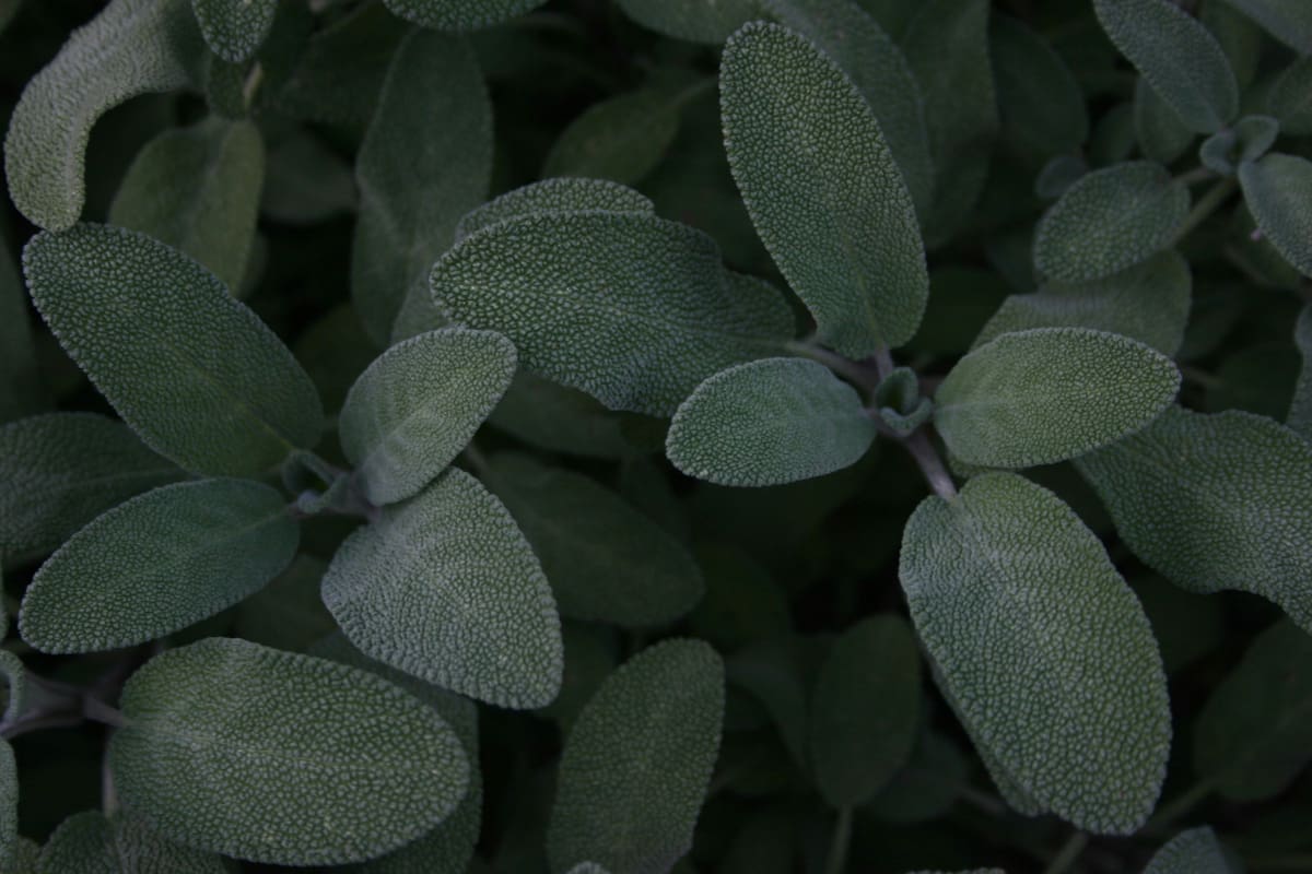 Salvia. Fuente: Pexels.