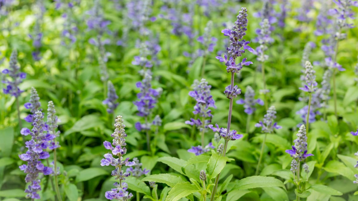 Salvia leucantha, planta.