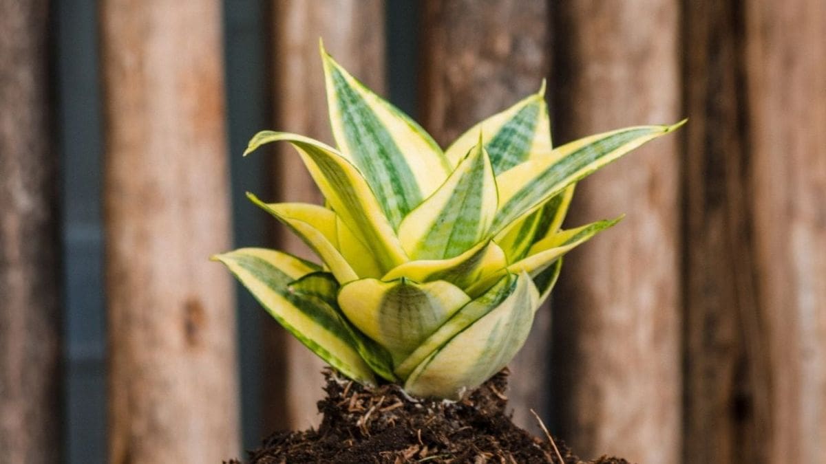Cómo cuidar una Sansevieria enana: guía completa para que crezca fuerte y sana en balcones e interiores