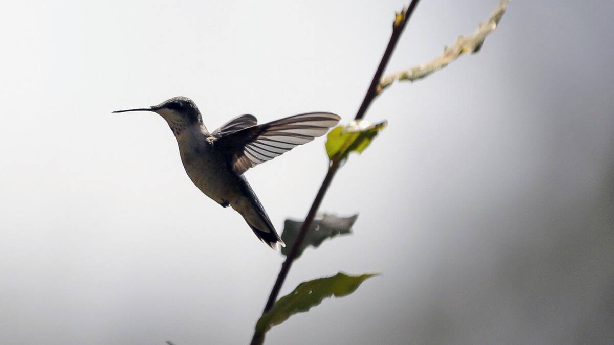 Un colibrí volando en el santuario. Foto EFE.