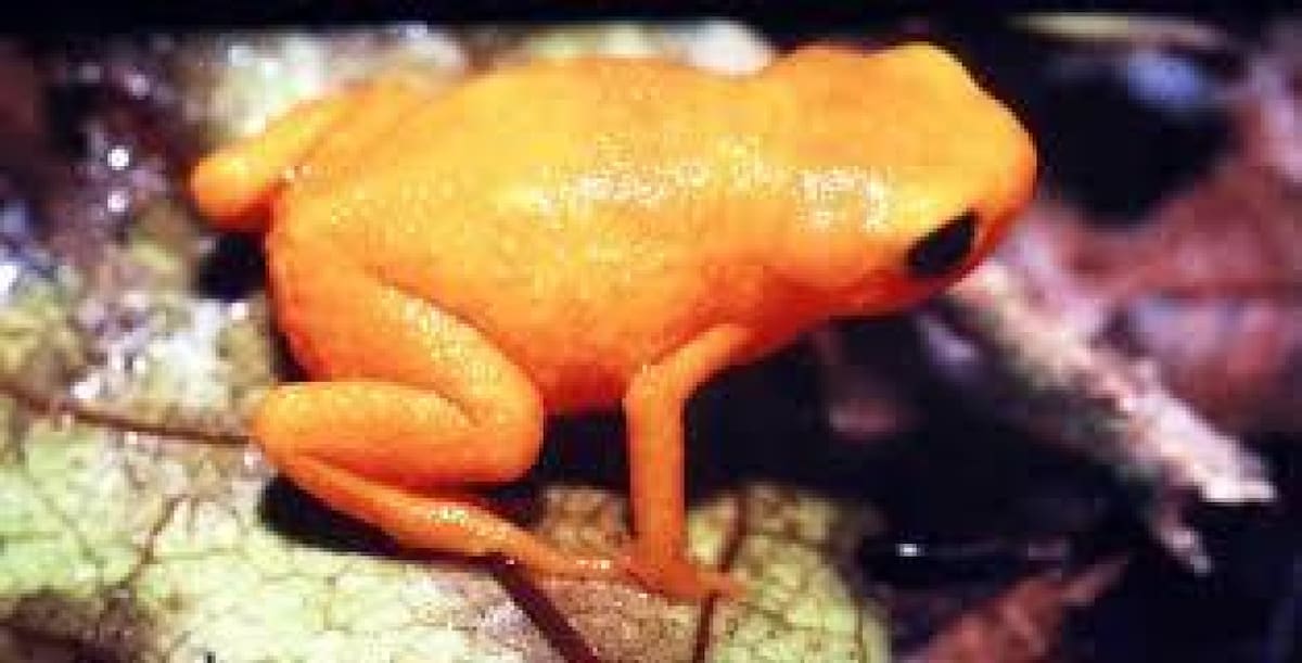 Sapo del género Brachycephalus. Foto: Wikipedia.