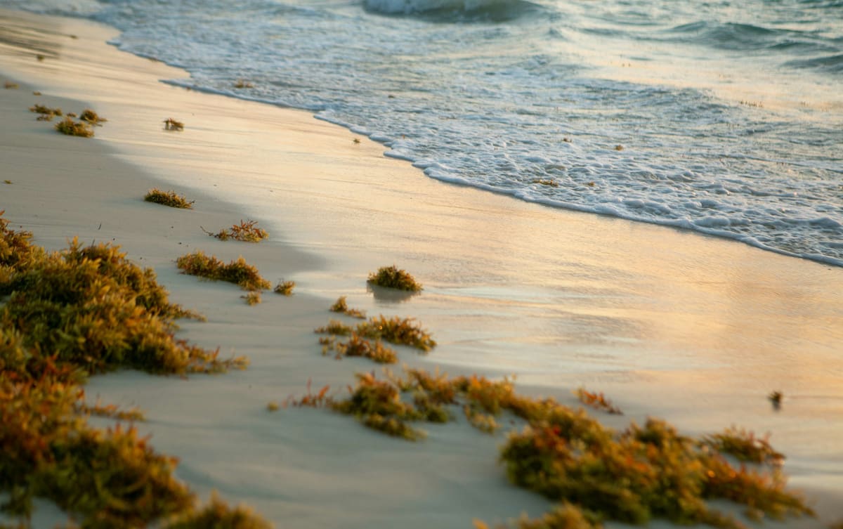 Sargazo en las playas. Foto: Unsplash.