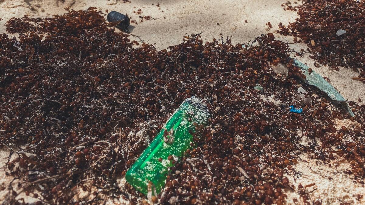 La aparición masiva de una peligrosa alga pone en riesgo el turismo en una de las playas más elegidas del mundo