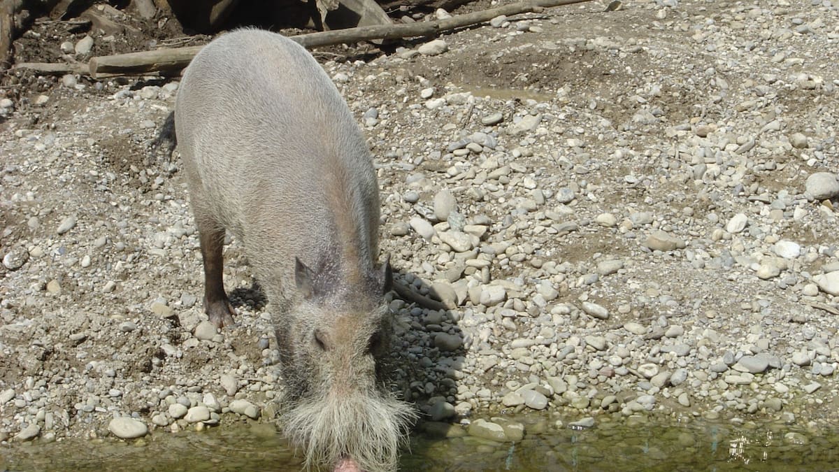 Se cree que los animales no pueden cruzar la línea de Wallace. Foto: Wikipedia.