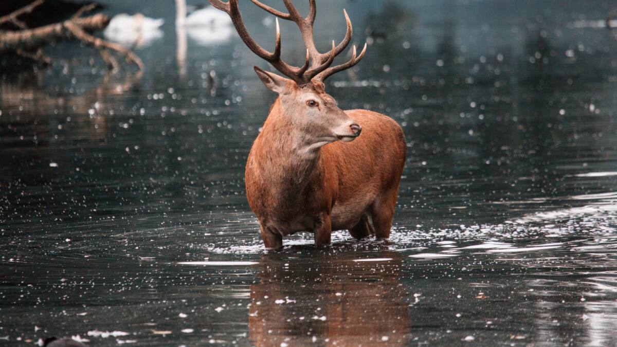 Se despliega un operativo para rescatar al ciervo y ingresarlo en un centro de rescate. Foto: Unsplash