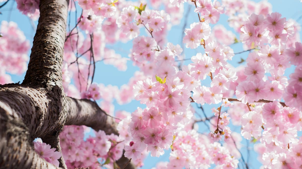 Se viene la primavera en el hemisferio sur.