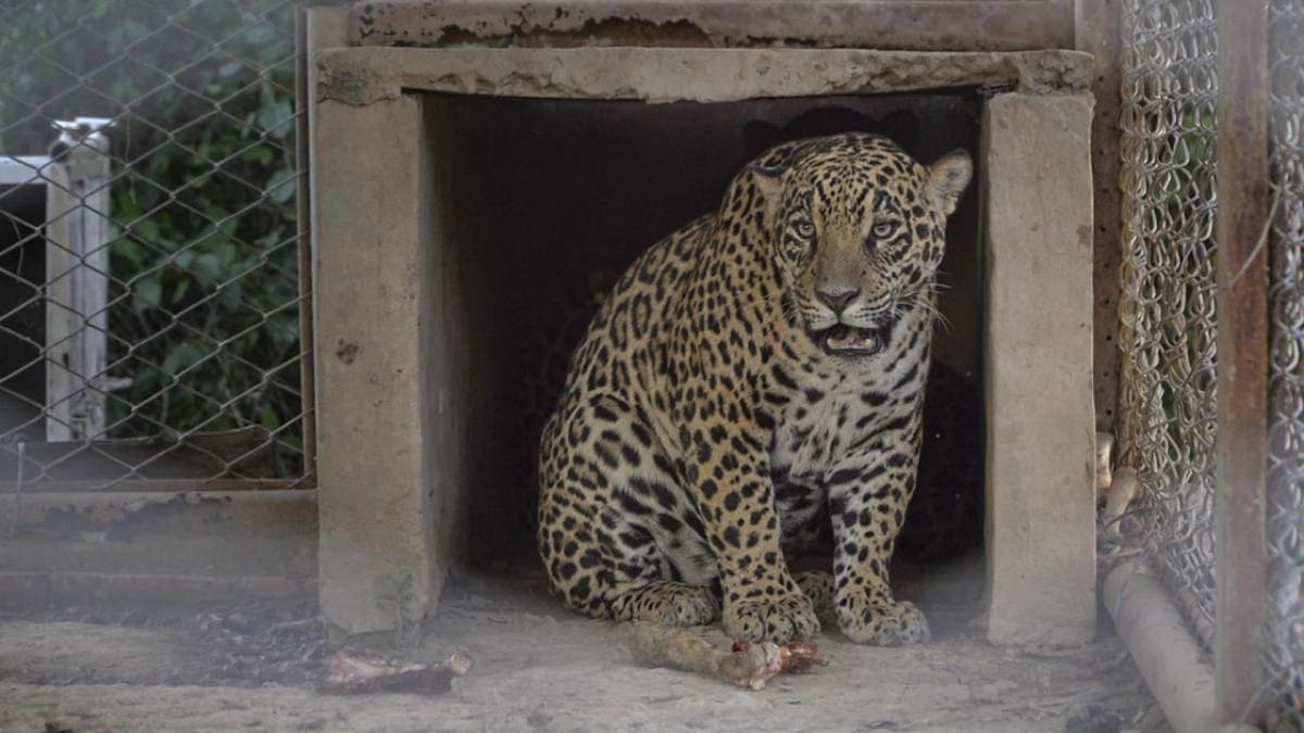 Segundo ejemplar de yaguareté silvestre liberado. Foto: Télam.