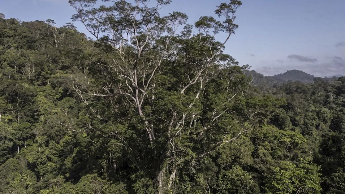 Árbol histórico. Foto: EFE