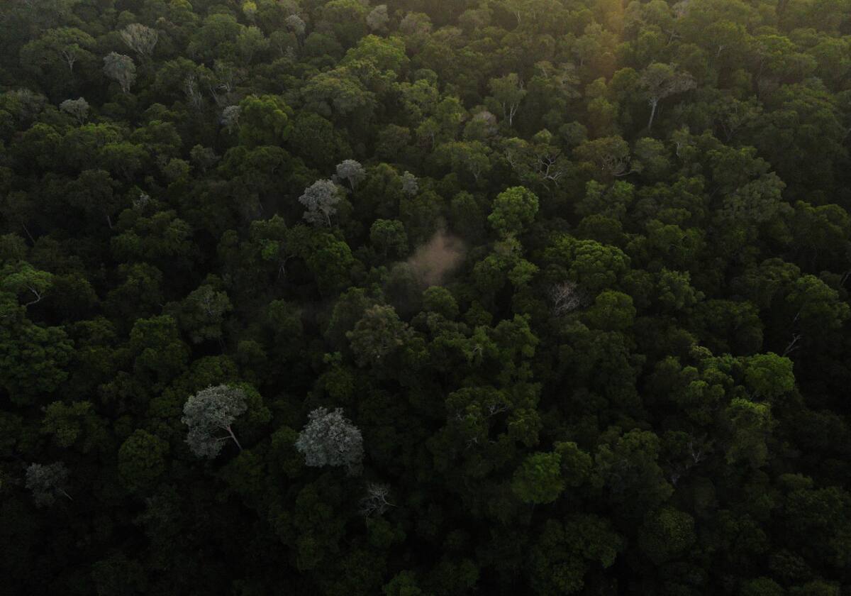 Selva amazónica. Foto: Reuters.