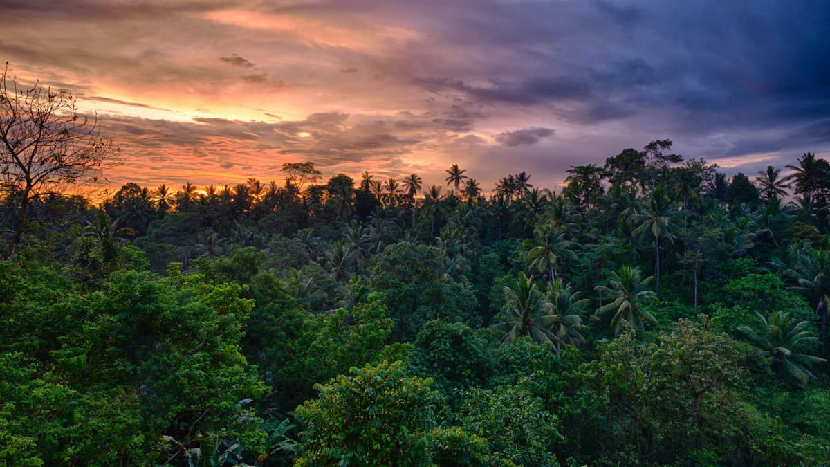 Impactante descubrimiento en una selva africana. Foto: Unsplash