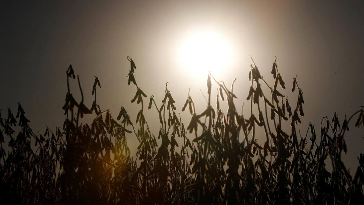 Sequía en Argentina. Foto Reuters.