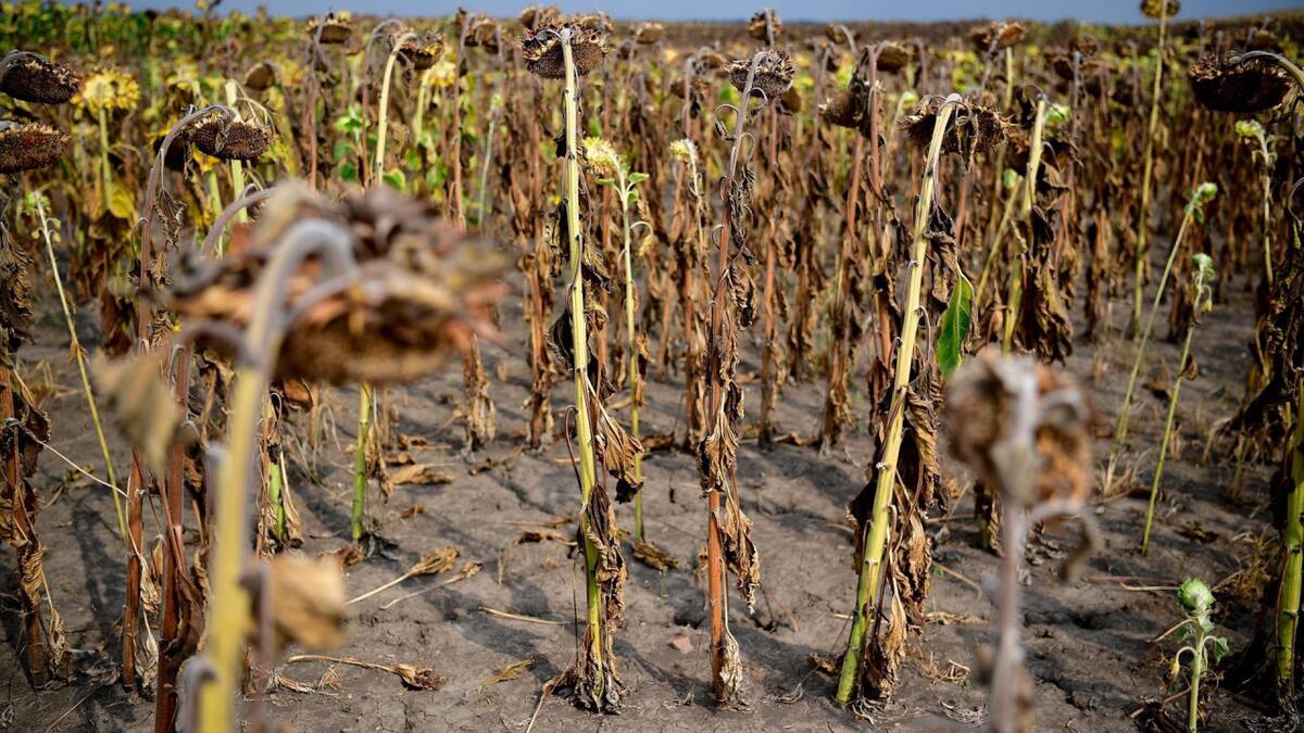 Sequía en Europa. Foto: EFE