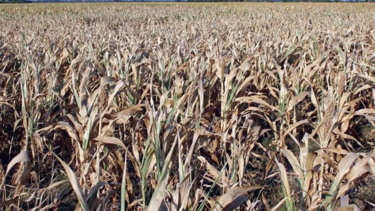Sequía en las plantaciones de soja. Foto: NA.